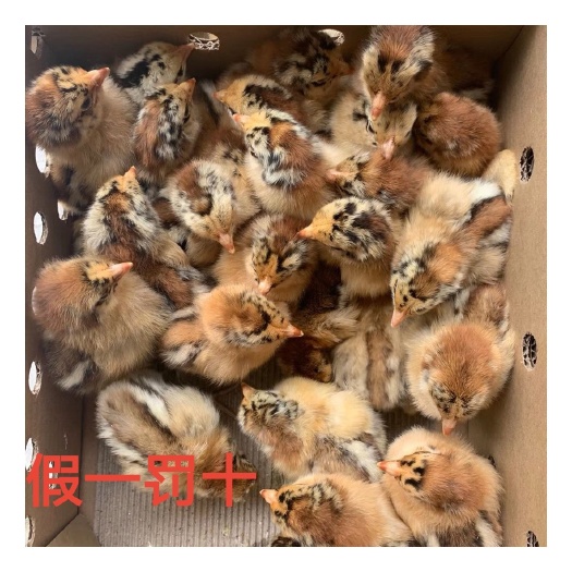 南宁良凤花鸡苗厂家直销