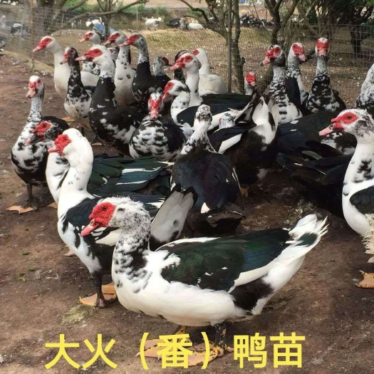 昆明番鸭苗  脱温 白火鸭大花火鸭公疫苗已做全  好饲料重320克