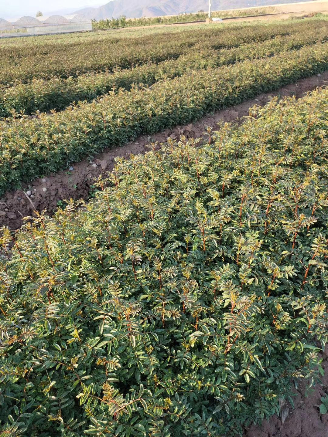 大红袍花椒苗 红椒苗？汉源貢椒