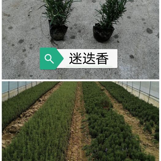 常州迷迭香