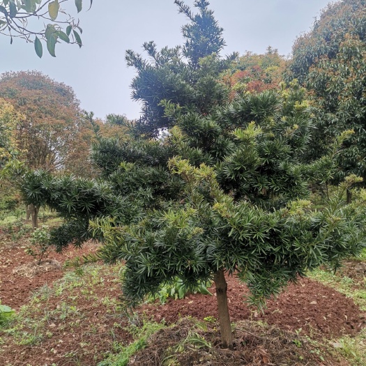 全州县小叶罗汉松  罗汉松，8--20公分长期供应优质好货，欢迎老板前来洽谈合作