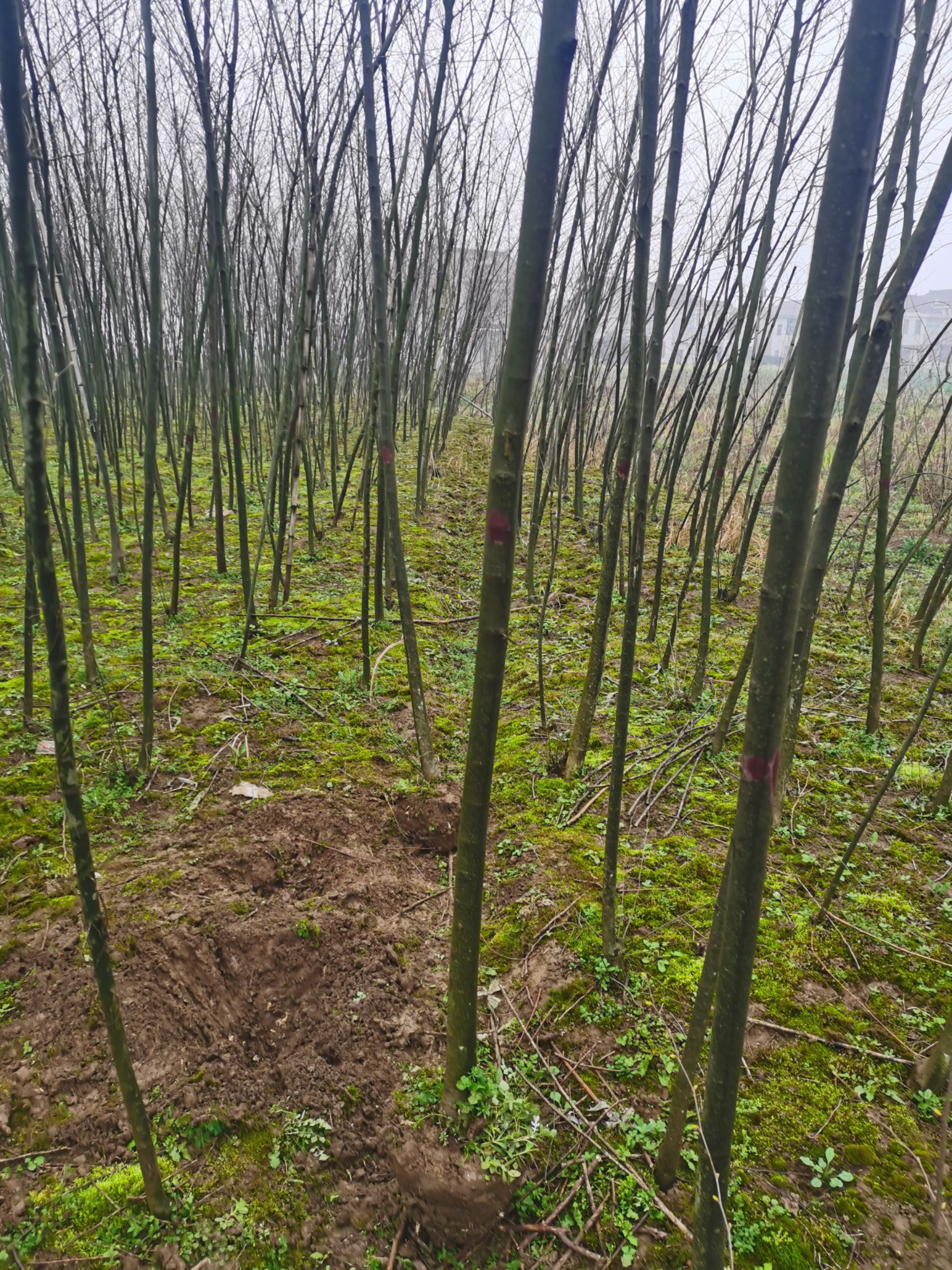 3公分青檀树 4公分青檀树 檀木 中国青檀树原产地