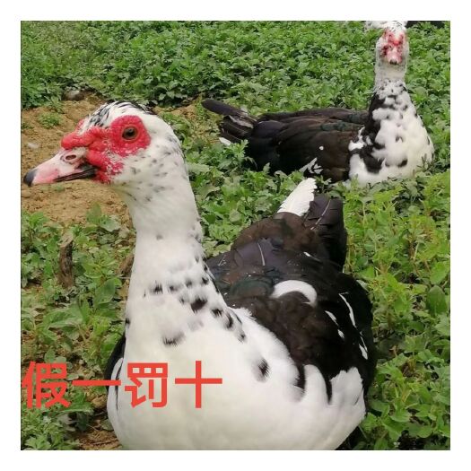 南宁西洋鸭苗  大花番鸭苗，厂家直销