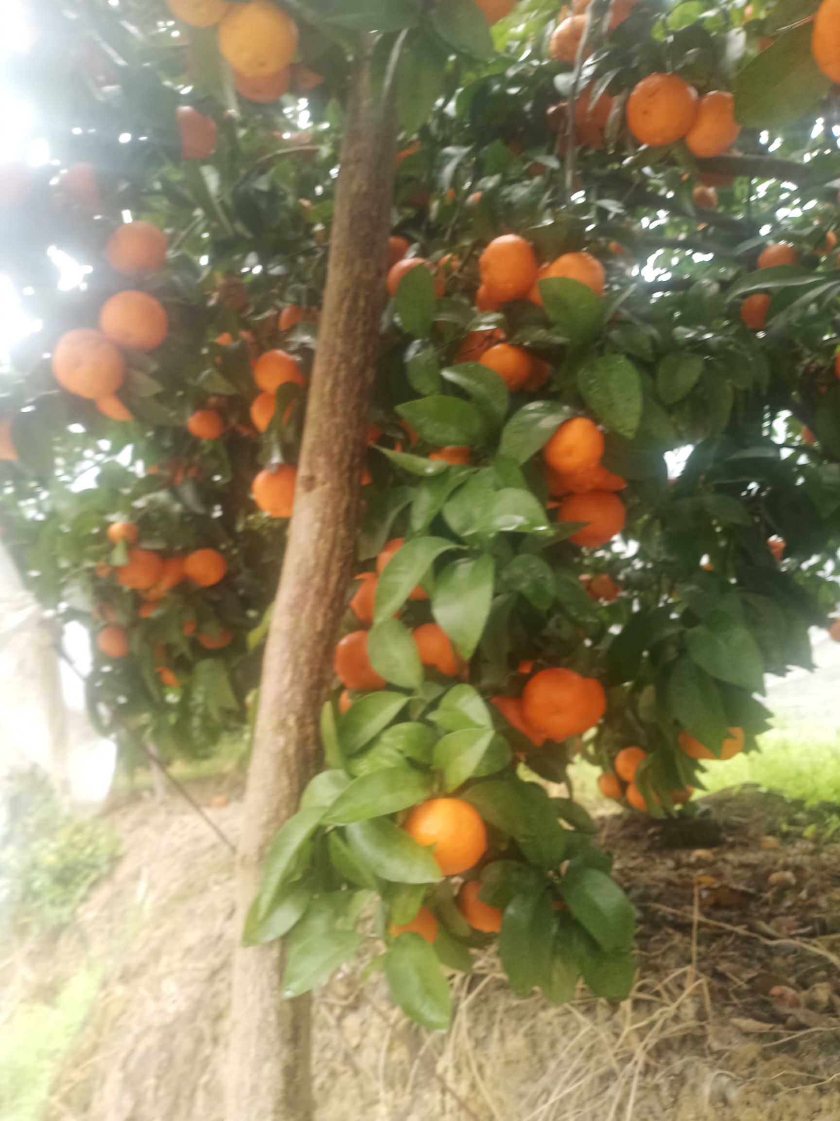  精品沙糖桔，亮，红，甜，硬度都可以