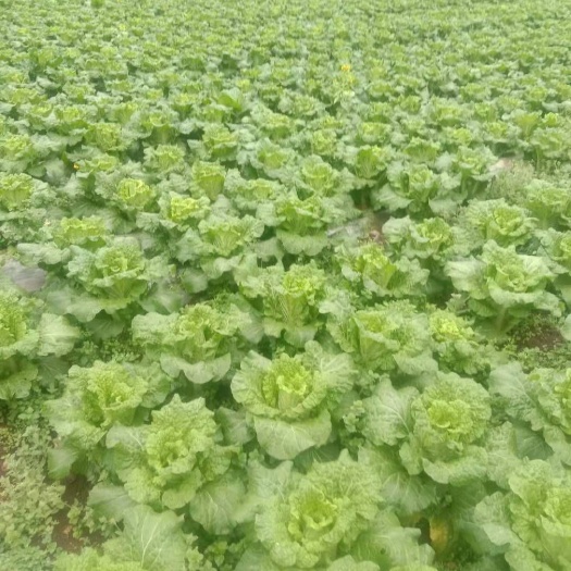 安顺 清明菜
