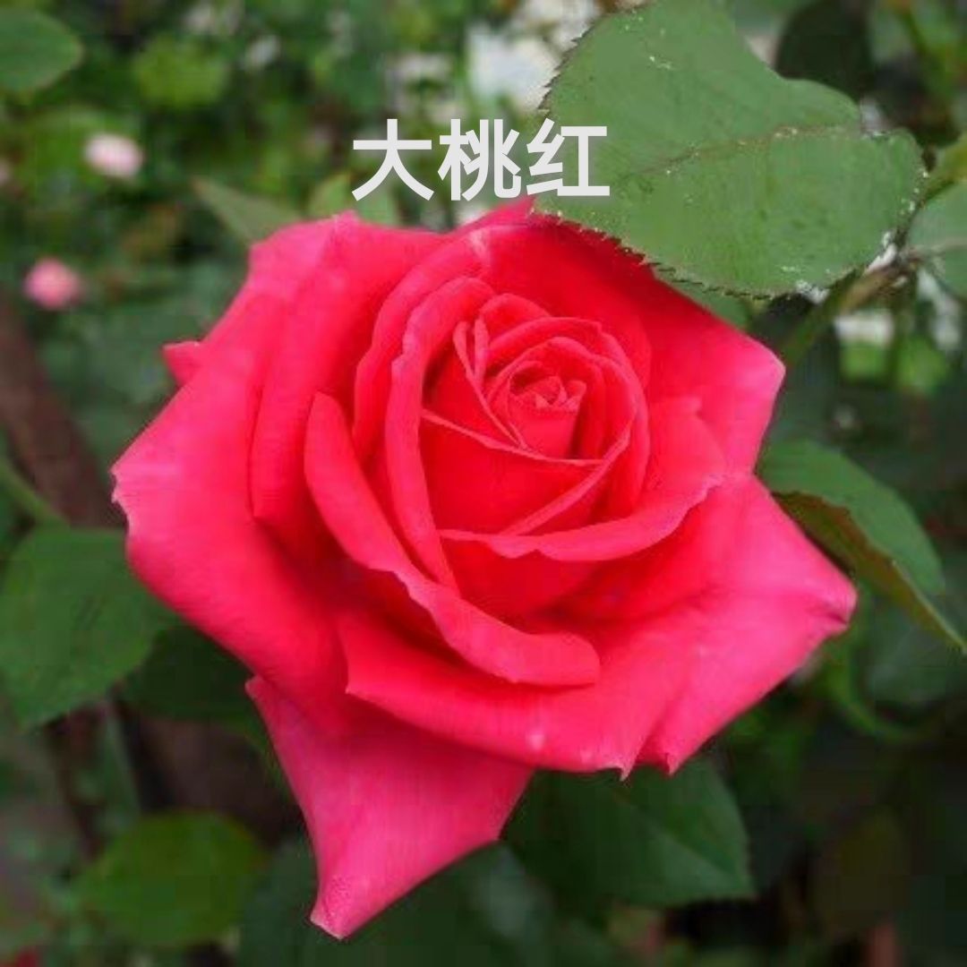 大花月季  月季花