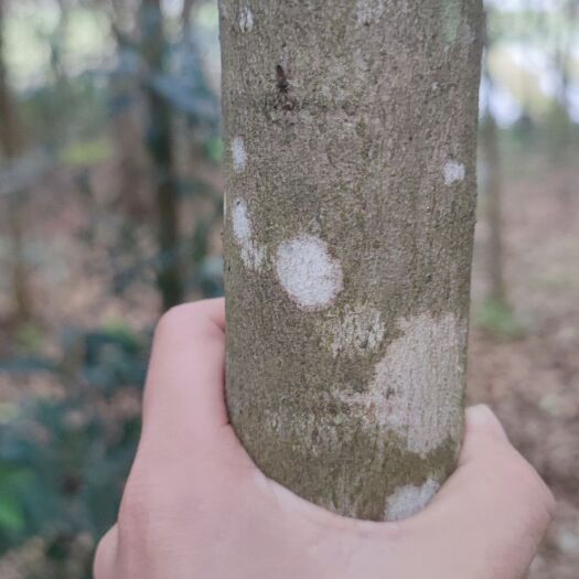 南宁大量金蒲桃树出售