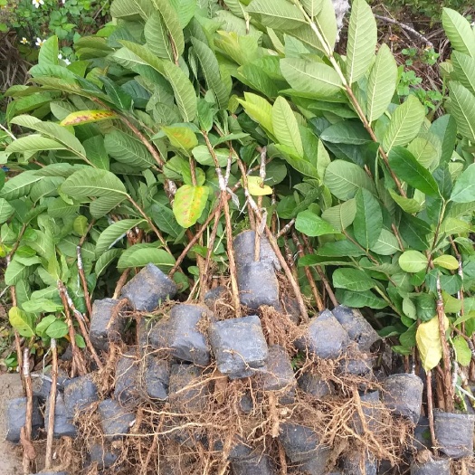 普宁市珍珠番石榴苗  芭乐番石榴苗