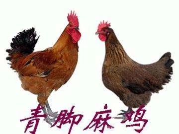 南宁优质正品快大型青脚麻鸡苗厂家直销