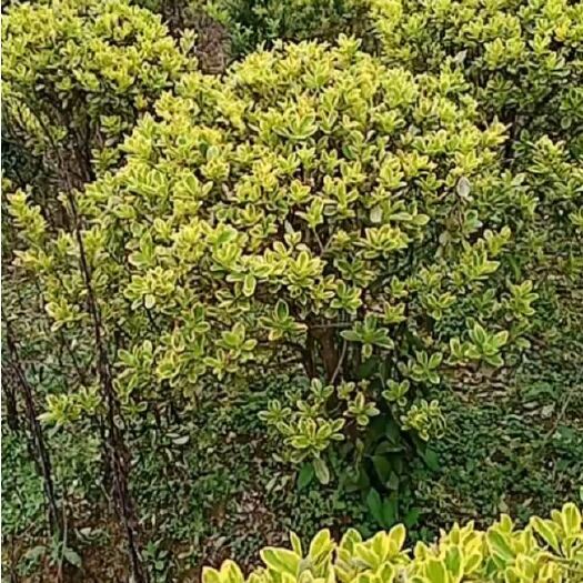 长沙湖南长沙乐慧苗圃供应多种规格的金边黄杨球和金边黄杨小苗