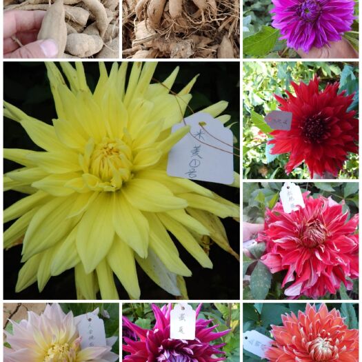 菏泽大丽花种子  大丽花自产自销品种多，花期长，花大饱满