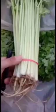 香芹