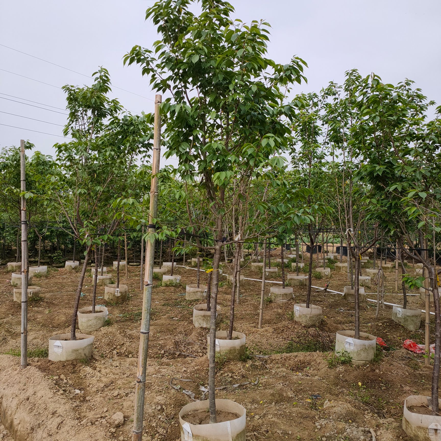 福建山樱花3公分，中华樱