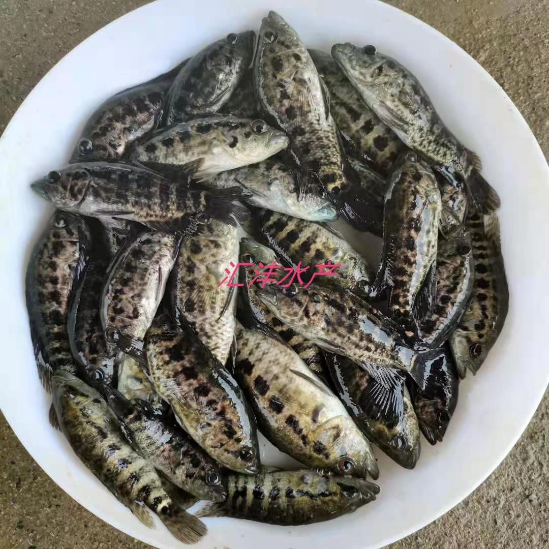 淡水石斑鱼苗，品种优质，量大从优，技术支持！全国发货！