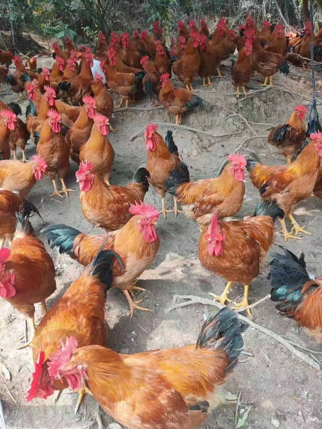 土鸡  散养土公鸡，平均4.6斤左右，125天了！