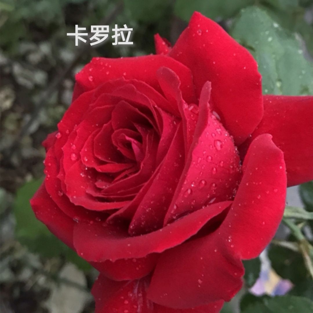 大花月季  月季花