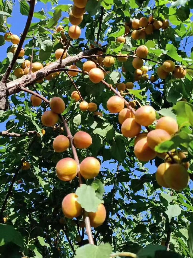 西梅苗  法兰西木供应