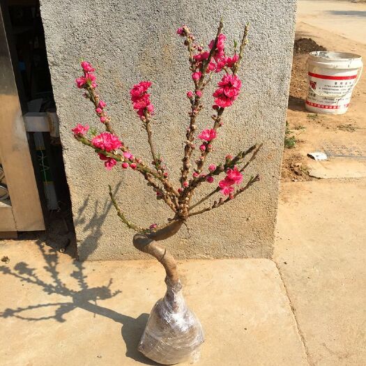 平邑县中华寿桃桃树苗  观赏盆栽桃花卉 寿星桃苗 长寿桃盆栽矮化桃树苗中华寿桃