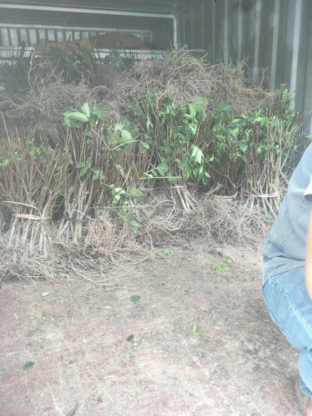 吴茱萸苗  广西江西中花吴株萸苗