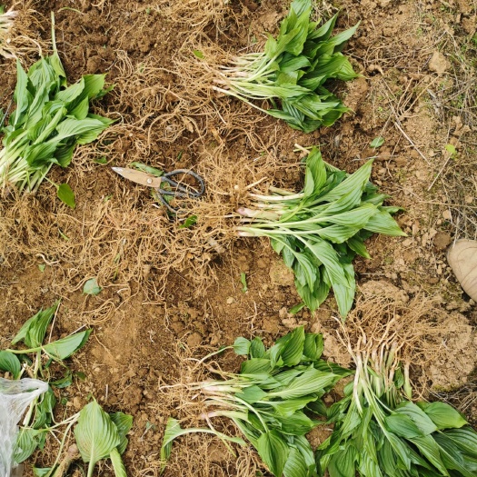 建始县玉簪花 紫玉簪基地大量供应，苗青量足，价格优惠