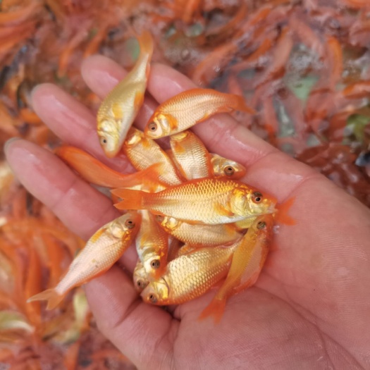 南宁红鲤鱼苗