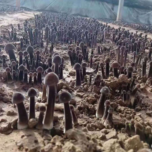 大邑县 鸡枞菌产地直发，量大有优惠