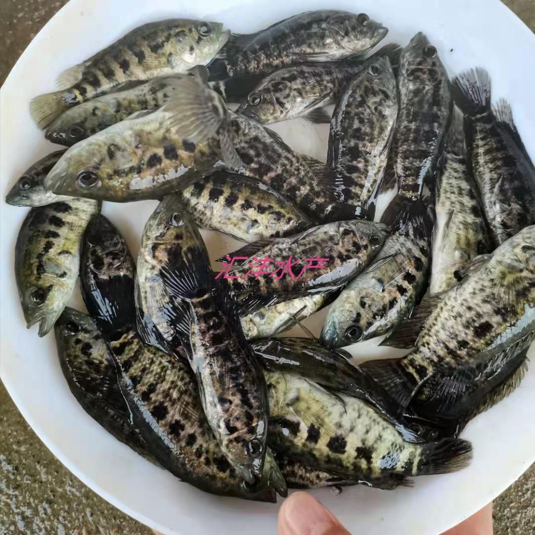 淡水石斑鱼苗，品种优质，量大从优，技术支持！全国发货！
