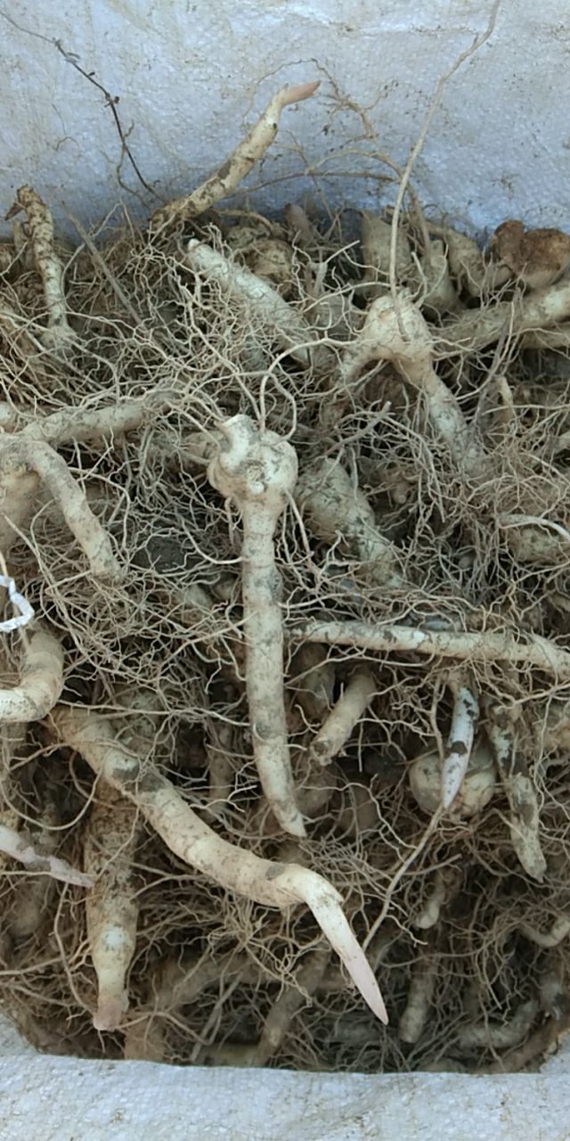 黄精  药性好，易繁殖，产量高，药食两用，古人养生，