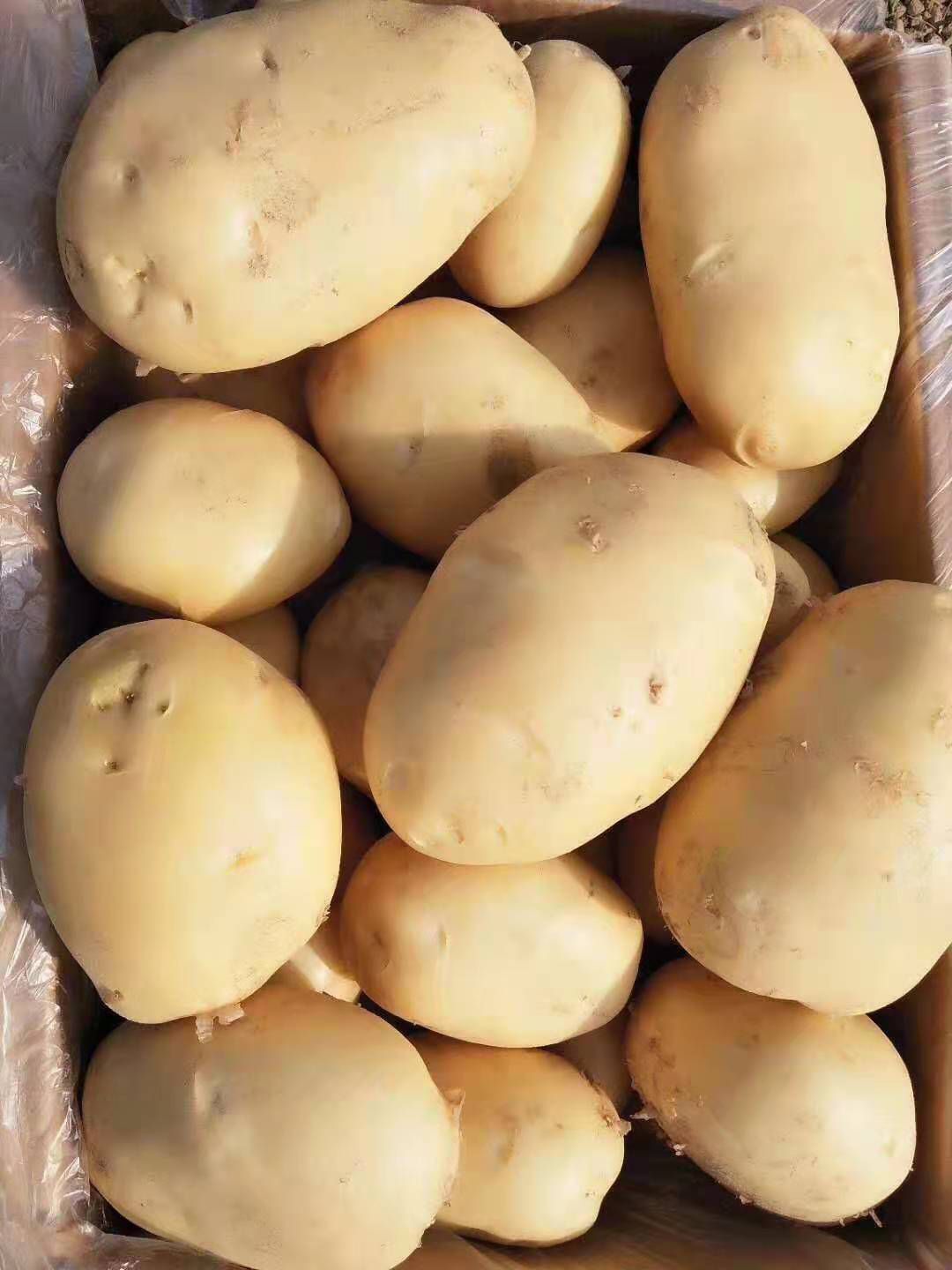 滕州新土豆，新品2-4两土豆，电商超市平台，大量供应