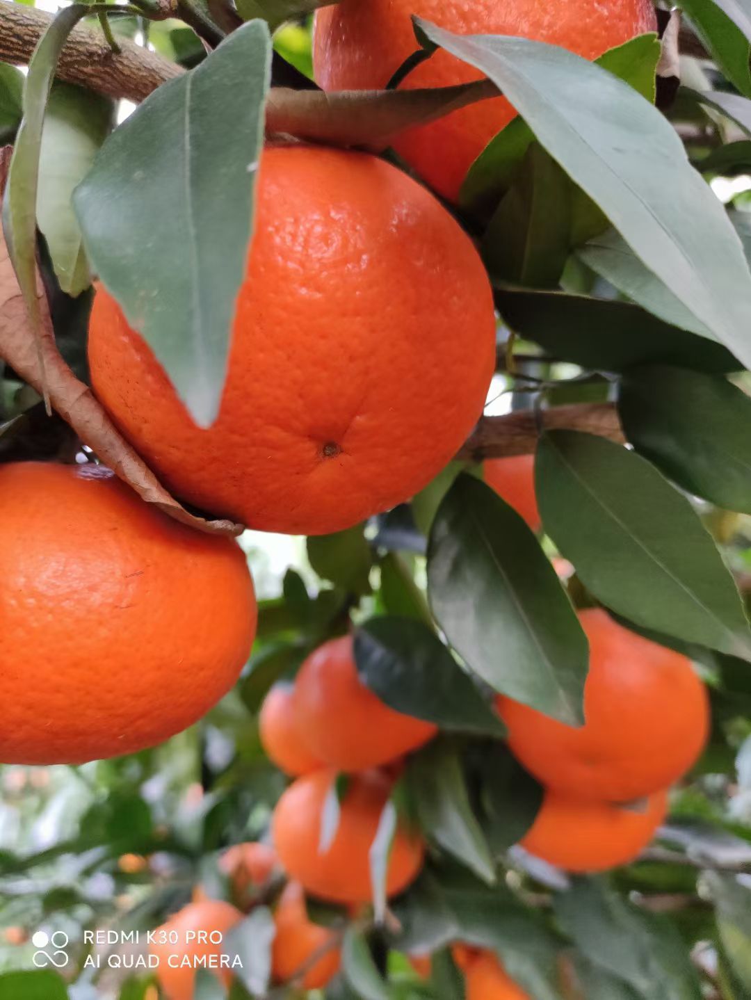 桂林全州绍水有一份沃柑，有一半是没有霜冻另一半有干水8年果龄