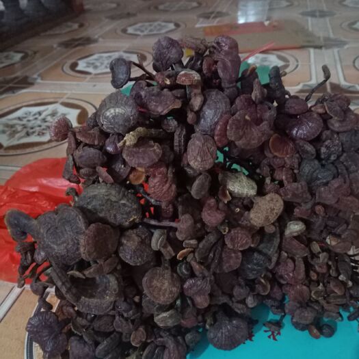 防城港竹灵芝，灵芝王，统货灵芝