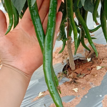 儋州市海南中和线椒产地直供没有中间商