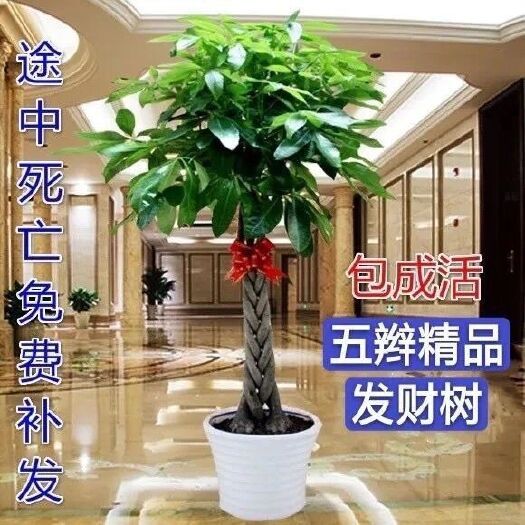 阜南县发财树盆栽室内花卉盆景植物盆栽大招财树摇钱树客厅大型绿植包邮