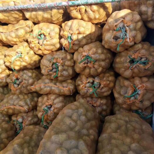 邳州市荷兰15号种薯  荷兰15原种，正宗黑土地原种发货