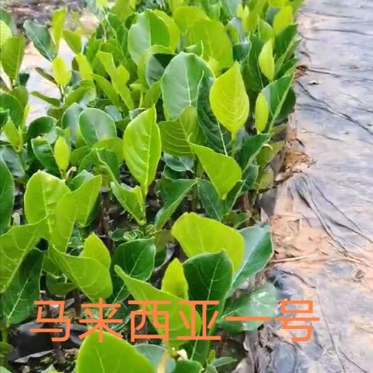 白沙县常有菠萝蜜苗  马来西亚一号 泰五  泰八 12号  大量现货 量大从优