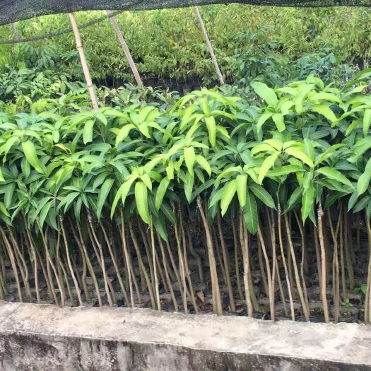 普宁市金煌芒果苗  金煌四季芒果