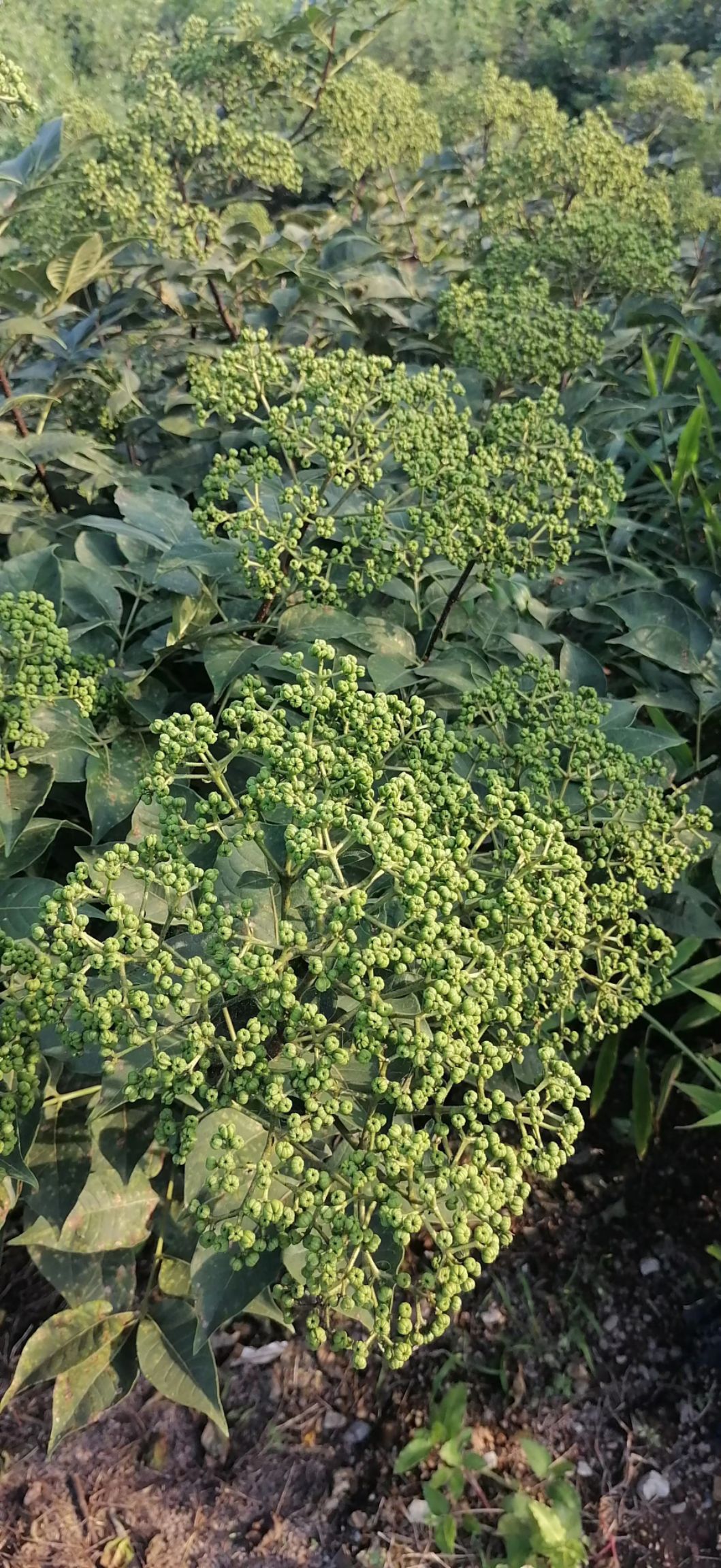 吴茱萸苗  广西江西中花吴株萸苗