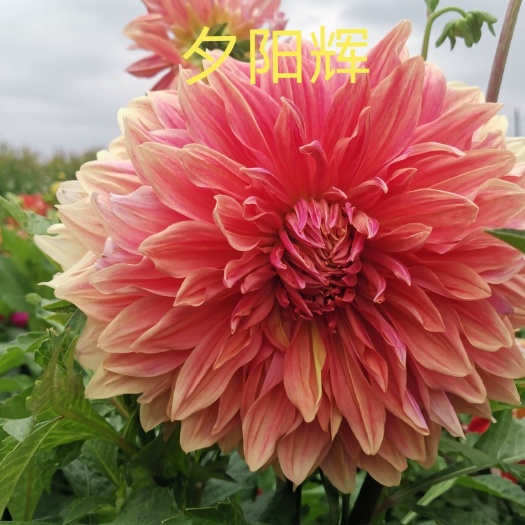 临洮县大丽花苗  大丽花，甘肃大丽花具有品种多、花期长、个子矮、花径大等特点。