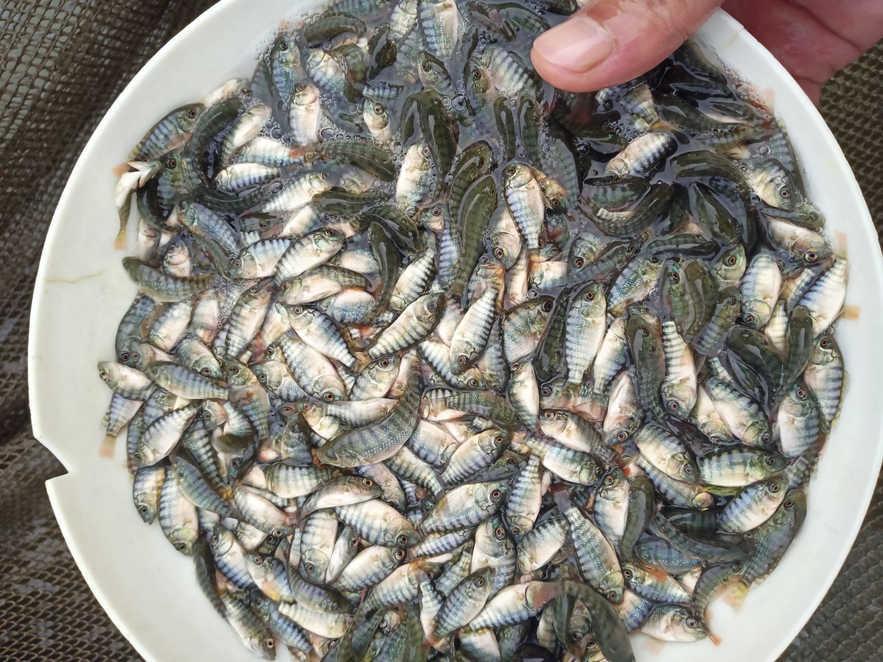 罗非鱼苗 