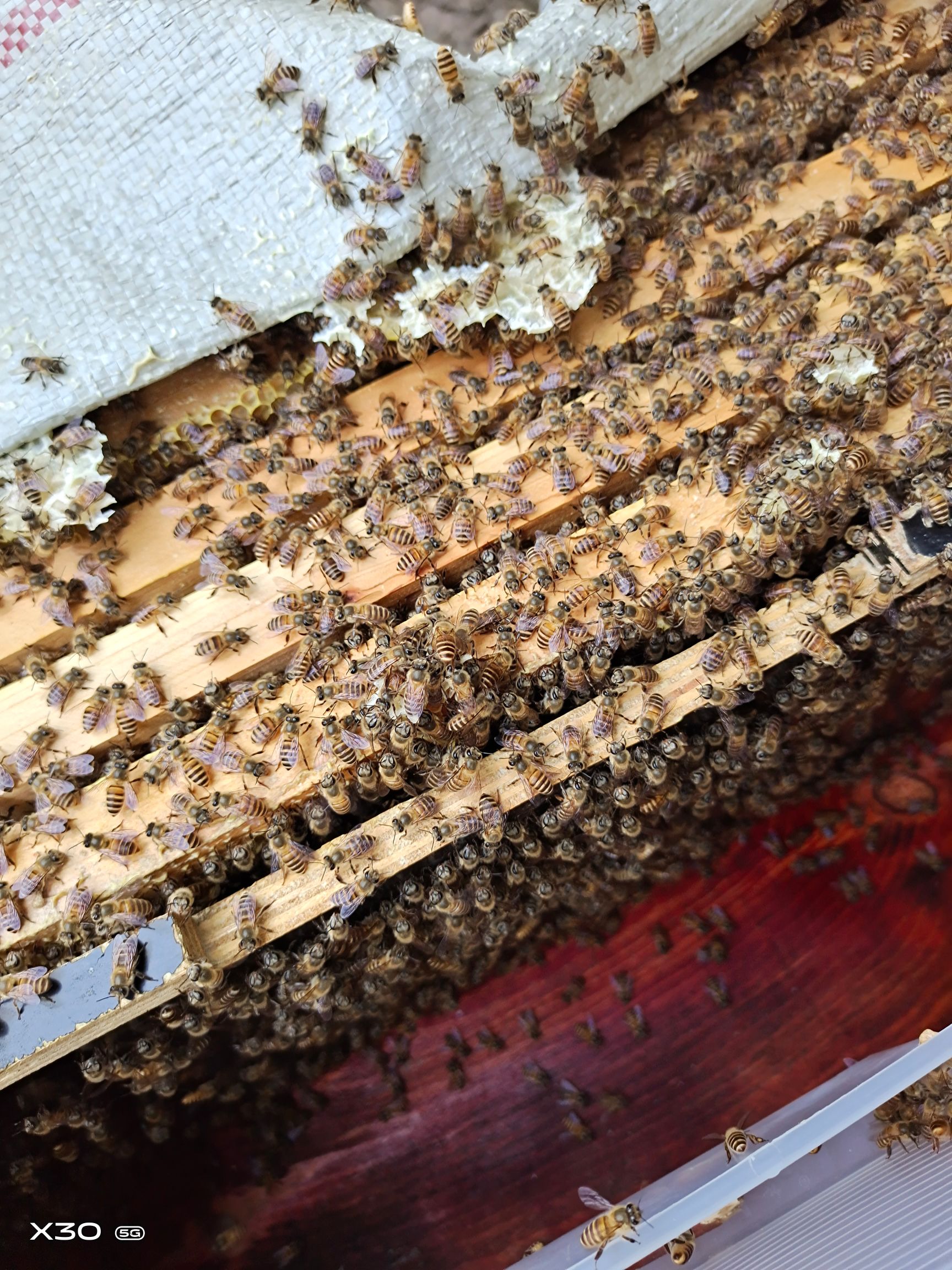 中华蜜蜂  四川土蜂，量大从优