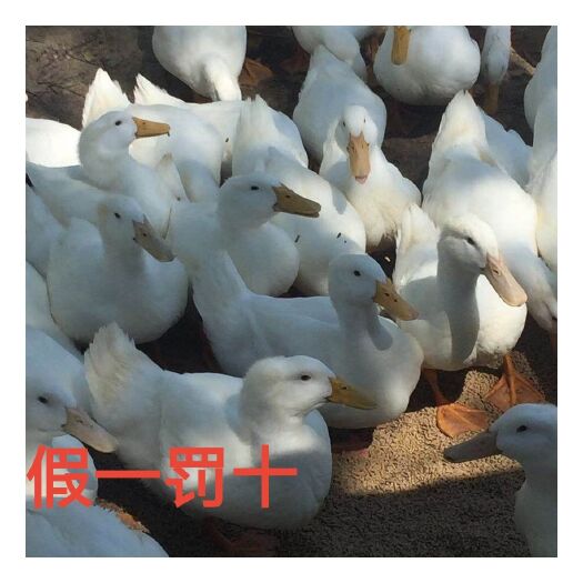 南宁《热销》孵化场直销桂柳白鸭苗、樱桃谷白鸭苗：质量保证一手货源