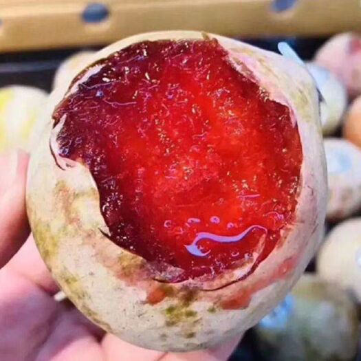 霍尔果斯李子  疆凌果业产地直供《味帝》