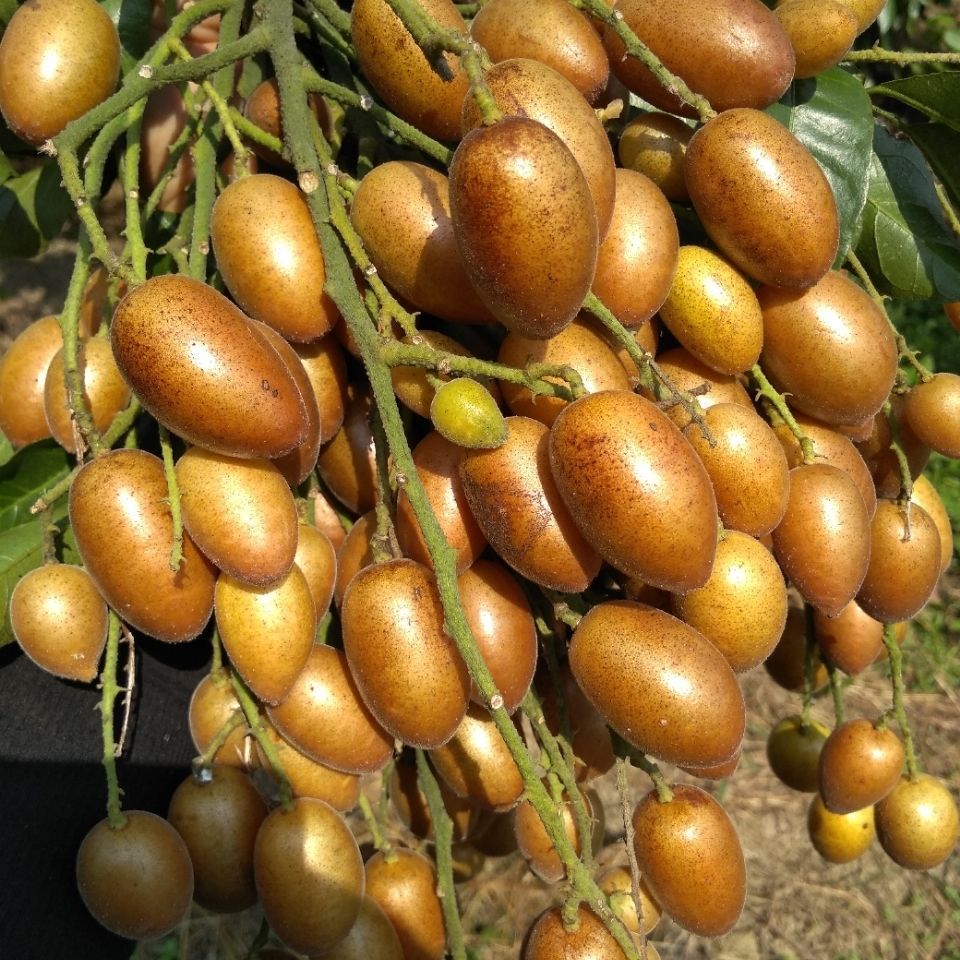 黑黄皮果苗 紫肉黄皮 香蜜黑黄皮 鸡心黄皮南北方可种植