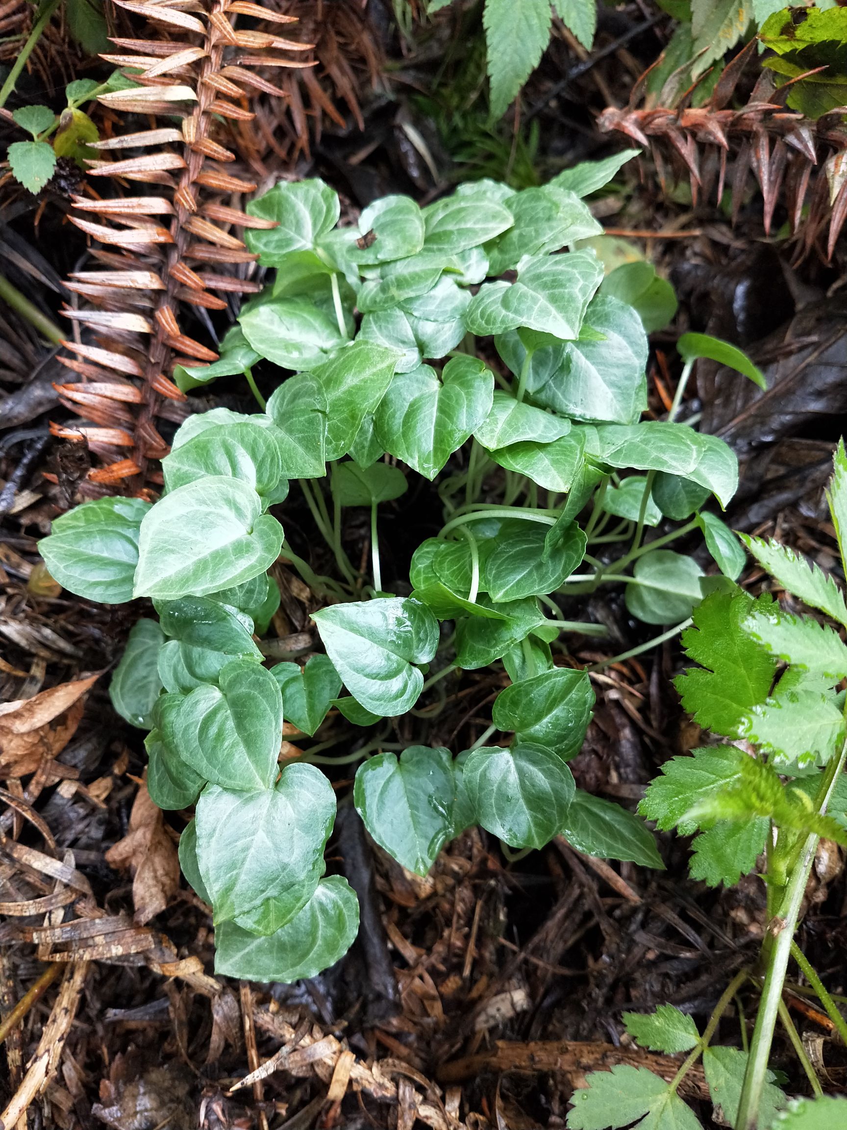 重楼苗  七叶一枝花苗