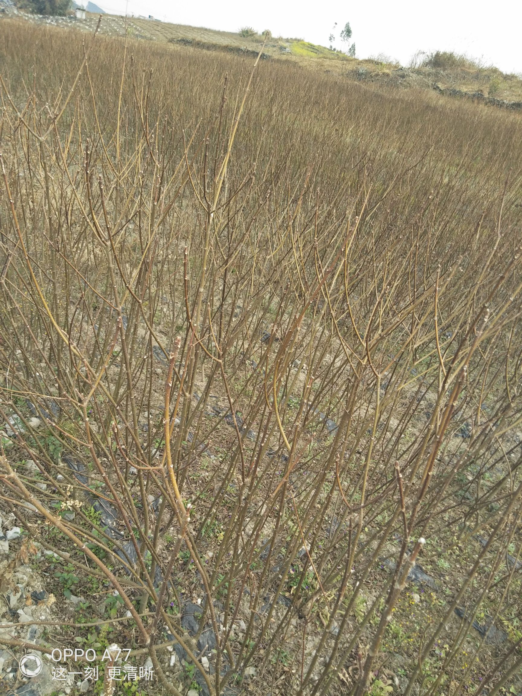 吴茱萸苗  广西江西中花吴株萸苗