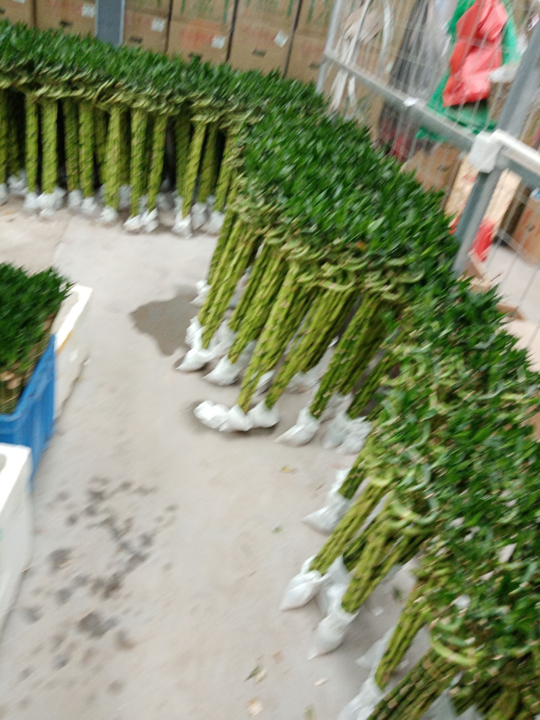 富贵竹 转运竹批发