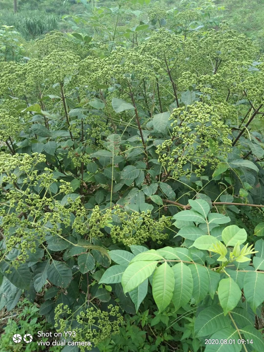 吴茱萸苗  广西江西中花吴株萸苗