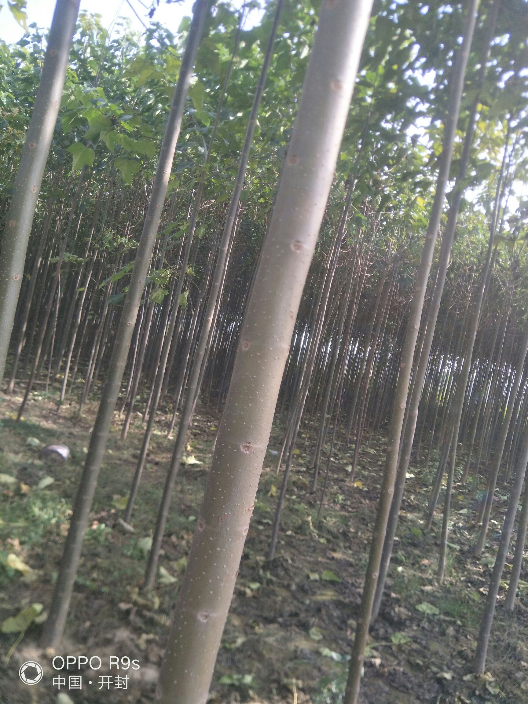 红叶李 出售楸树，七八万棵，米经2到6公分，还有七八千棵紫叶李，