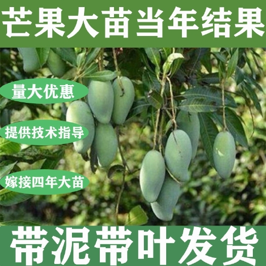 容县芒果苗  芒果树苗金煌芒桂七嫁接特大盆栽水果苗庭院阳台南方种植当年结果