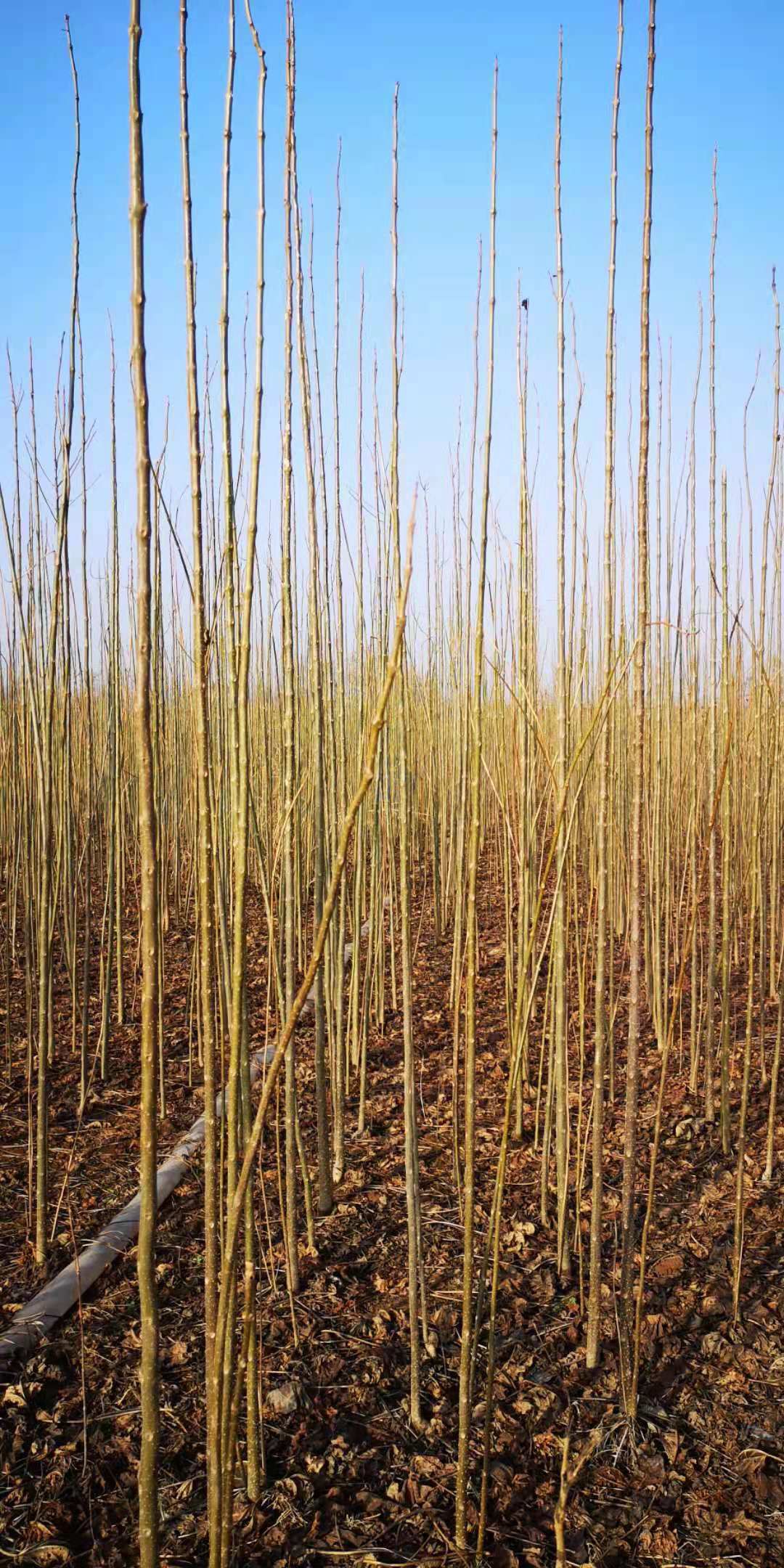 河南楸 两年组陪苗4.5点楸树，3米2定干两年根金丝楸树苗2-3点